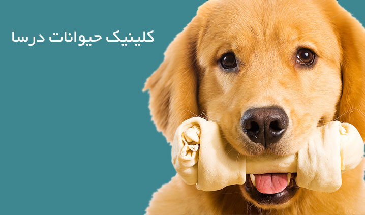 کلینیک تخصصی حیوانات خانگی